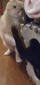 猫ぱんちの戦い