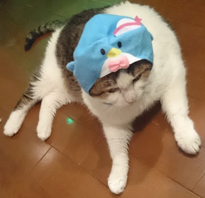 猫にゃんずサンリオキャラクターになってみる 我が家の猫にゃんず