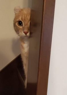 ひょっこり