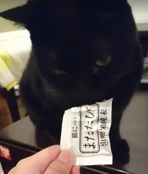 嫌いな食べ物が歳をとると 食べれるようになったってことありますよね 我が家の猫にゃんず 嫌いな食べ物が歳をとると 食べれるようになったってことありますよね 我が家の猫にゃんず
