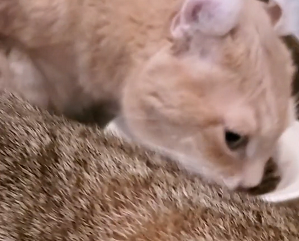 負けてないこーちゃん