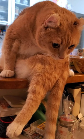 ふちこーちゃん
