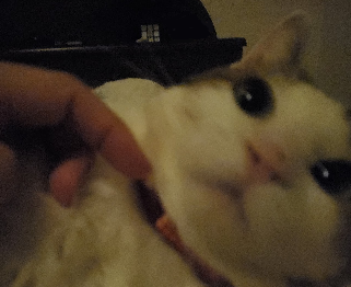 ベッドで寝るのんちゃん
