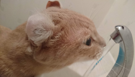 今朝のこーちゃん