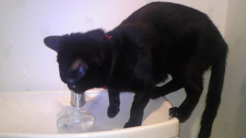 猫にゃんずはトイレの水が好き 我が家の猫にゃんず