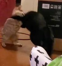とっくみあう