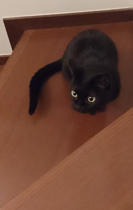 不思議な体験をしました 我が家の猫にゃんず 不思議な体験をしました 我が家の猫にゃんず