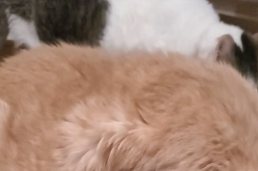 負けてないのんちゃん