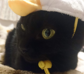 ついにディズニーの猫用かぶりものが登場 我が家の猫にゃんず ついにディズニーの猫用かぶりものが登場 我が家の猫にゃんず