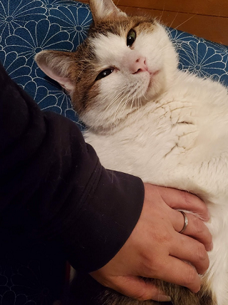 お腹撫でられるの好きですか 我が家の猫にゃんず