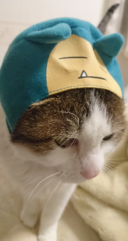 猫にゃんず ポケットモンスター をかぶる 我が家の猫にゃんず