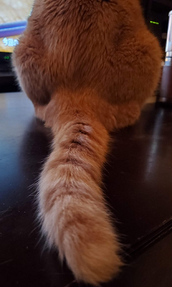 こーちゃんの尻尾をずーとみてると 我が家の猫にゃんず こーちゃんの尻尾をずーとみてると 我が家の猫にゃんず
