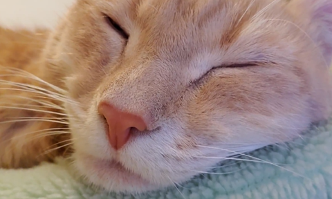 我が家の猫にゃんず 我が家の猫にゃんず