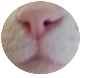 猫にゃんずのマズルボールとか需要ありますか 我が家の猫にゃんず