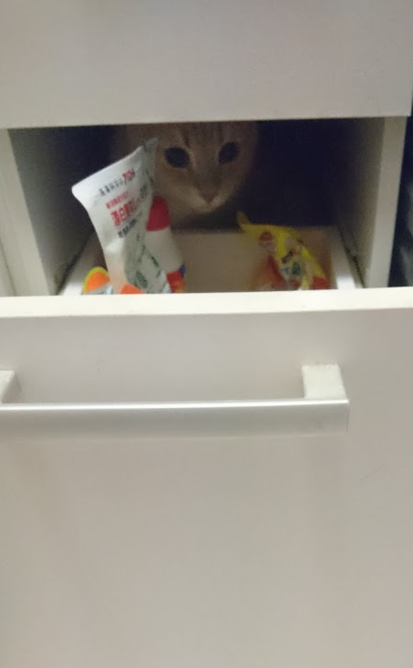 犯人はこーちゃん!