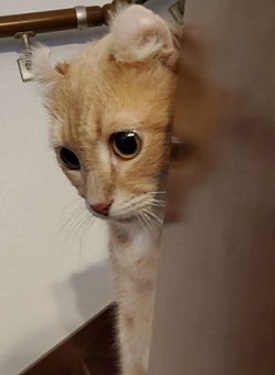 ひょっこり下向き