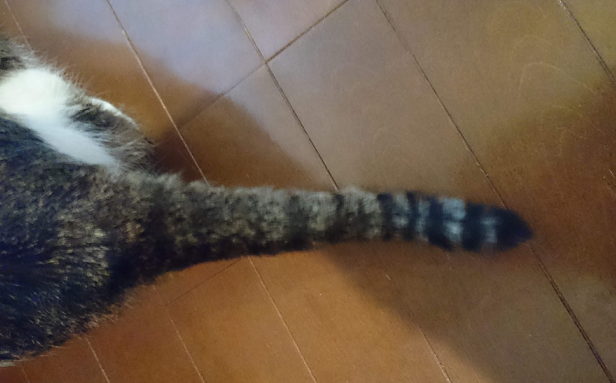 のんちゃんの尻尾は幸運のかぎしっぽ 我が家の猫にゃんず のんちゃんの尻尾は幸運のかぎしっぽ 我が家の猫にゃんず