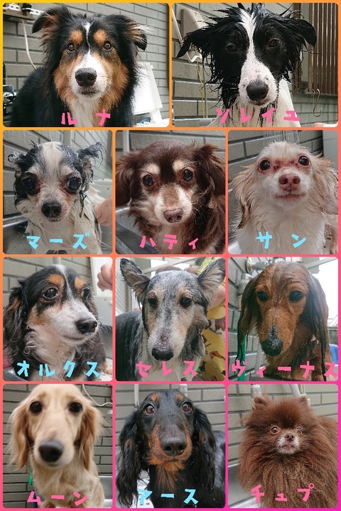 CollageMaker_20200521_181554877_copy_600x900