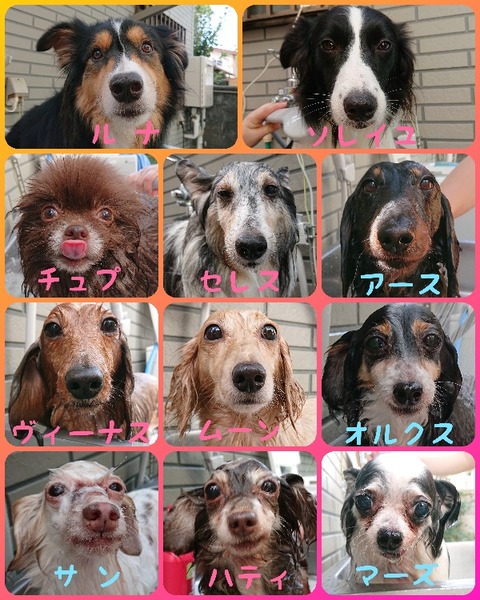 CollageMaker_20200923_161134684_copy_600x750