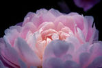 花9