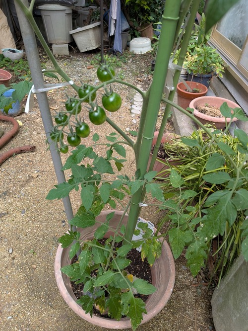 PXL_20260606_000704276