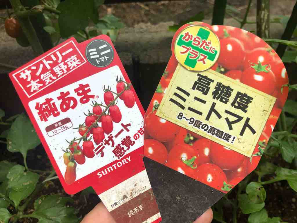 ミニトマトの育て方 たくさん収穫よく育った苗は サントリー純あま からだにプラス高糖度ミニトマト Fifties Life
