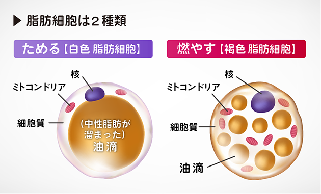 背中クールタイ ながらダイエット 楽して痩せる魔法の背中クールタイ Fifties Life