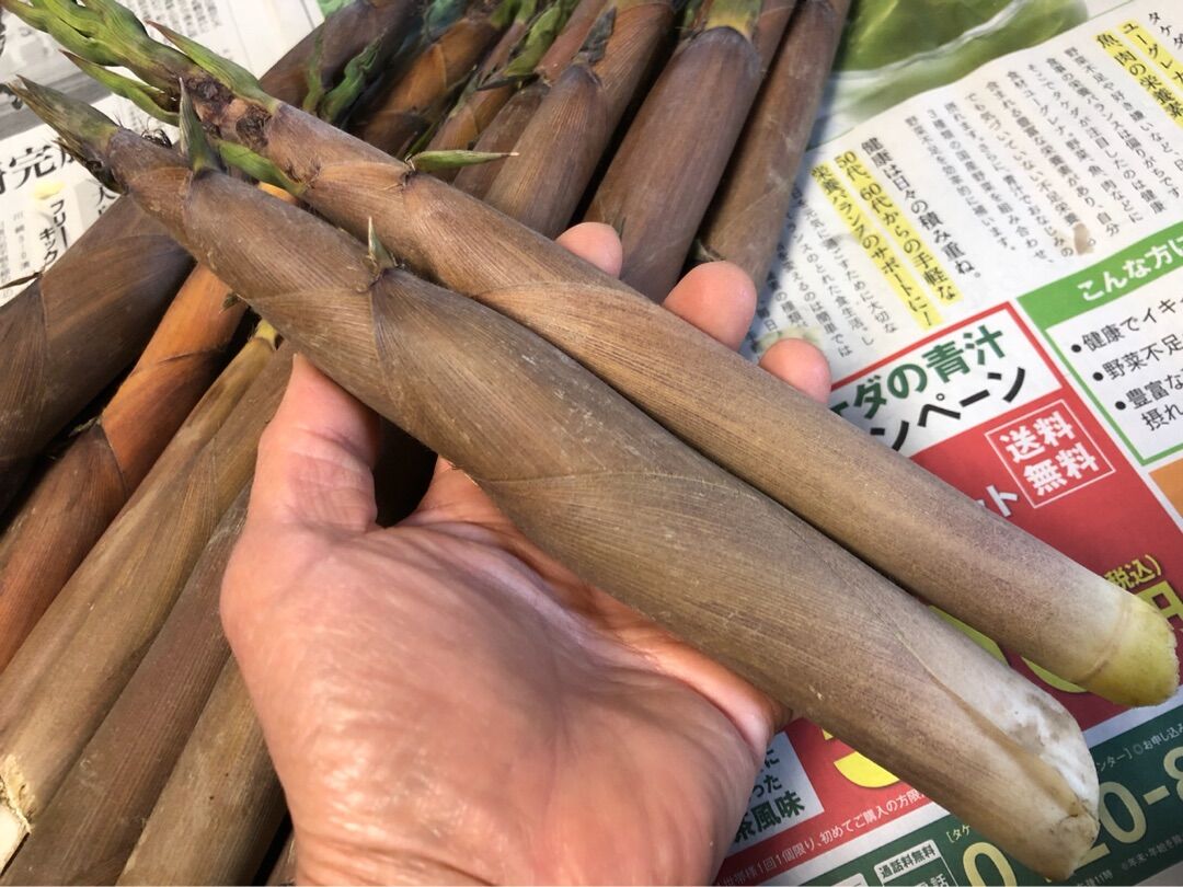 初物 筍 細い筍なんだけど名前は忘れちゃった 野球小僧10年間のお弁当 初物 筍 細い筍なんだけど名前は忘れちゃった 野球小僧10年間のお弁当