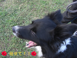 BlogPaint