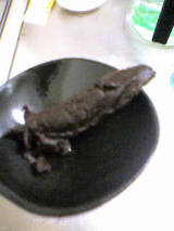 �褷�Ƥ��󤳤ǤϤʤ�