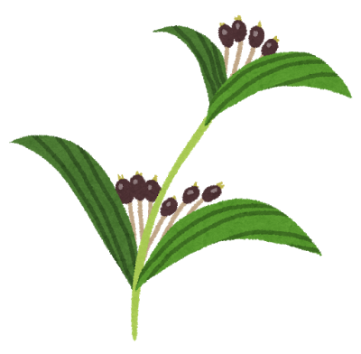 plant_hatomugi