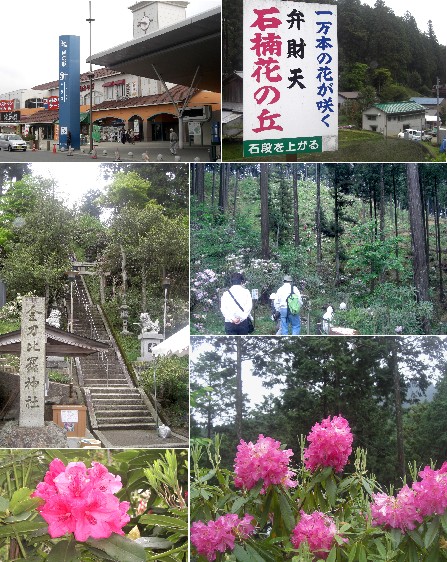 眺めのいい部屋 ﾜﾗﾋﾞ採り とｼｬｸﾅｹﾞ咲く丘