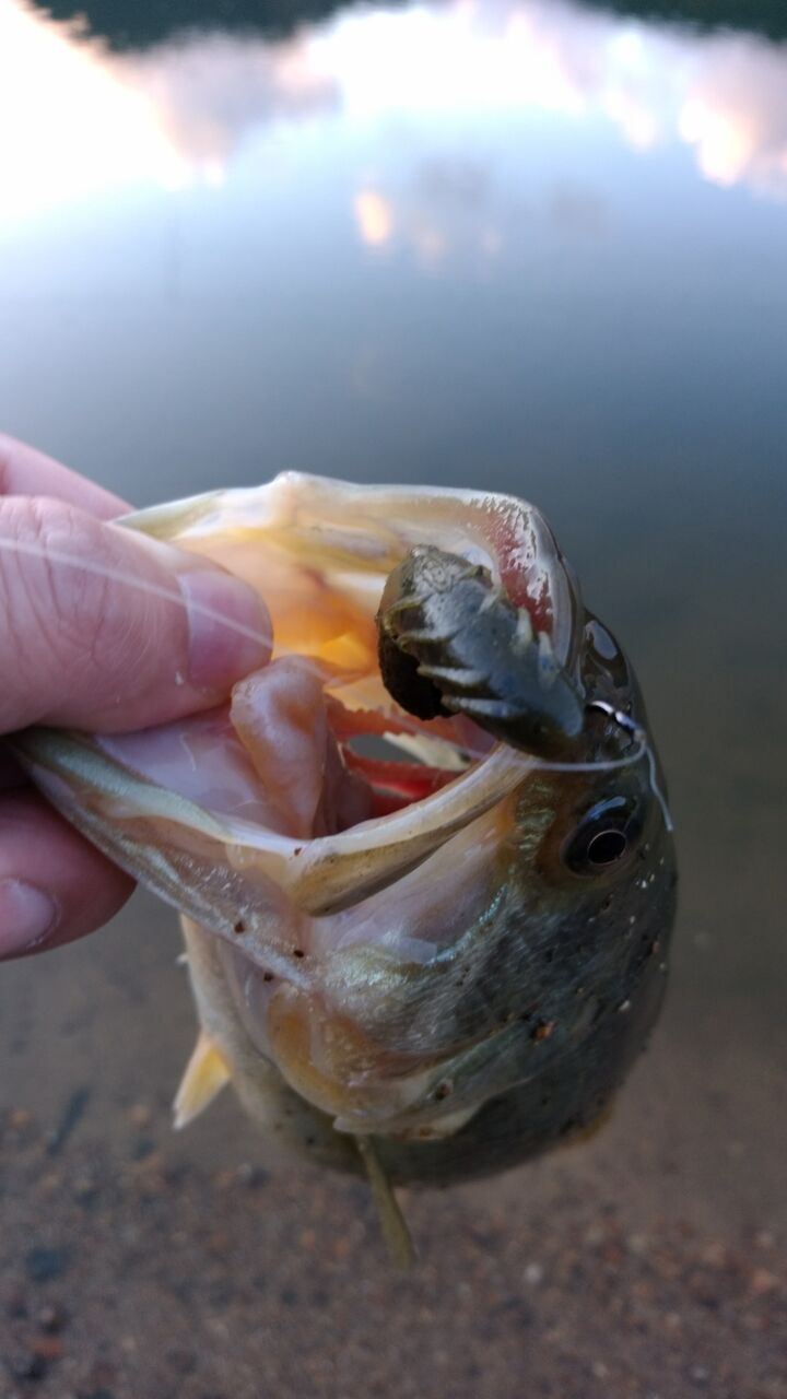 最近ハマってる釣り方 Drt Varial95在庫状況 Lure Shop O Z Blog