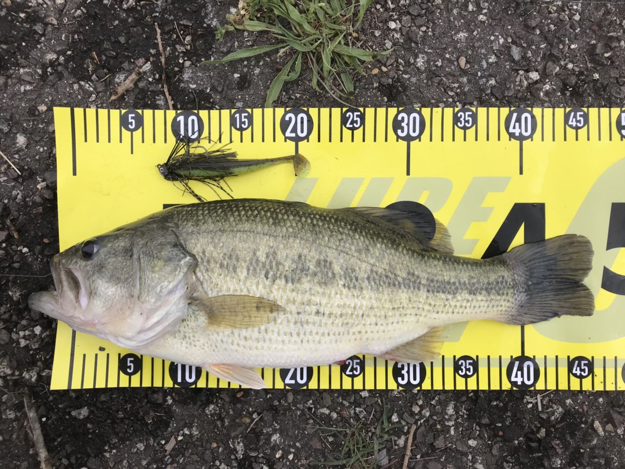 三種川内での釣果が集中 八郎潟ブラックバス釣果情報 Lure Shop O Z Blog