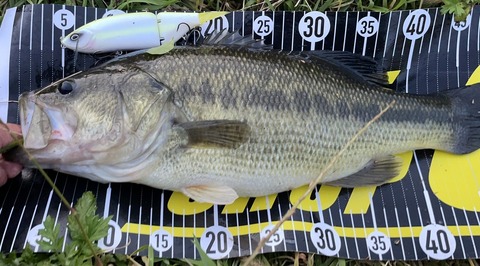 春名物ラッシュな八郎潟！八郎潟ブラックバス釣果情報！！ : Lure Shop