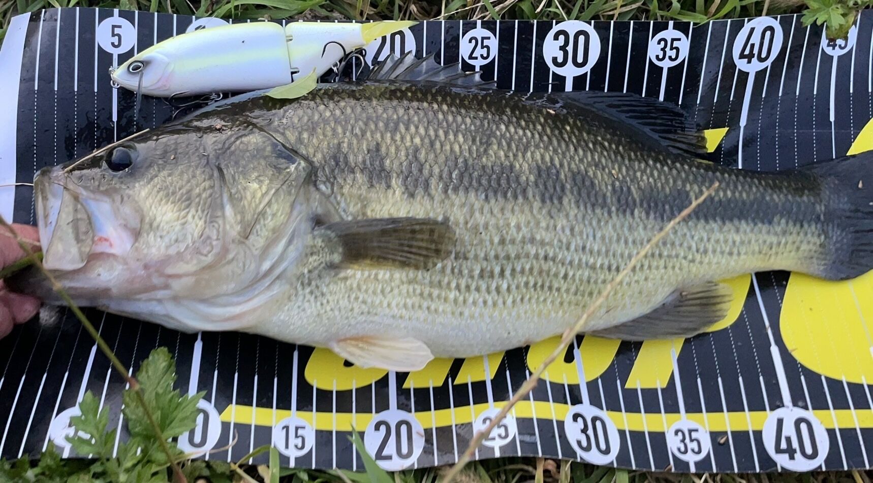 春名物ラッシュな八郎潟！八郎潟ブラックバス釣果情報！！ : Lure Shop