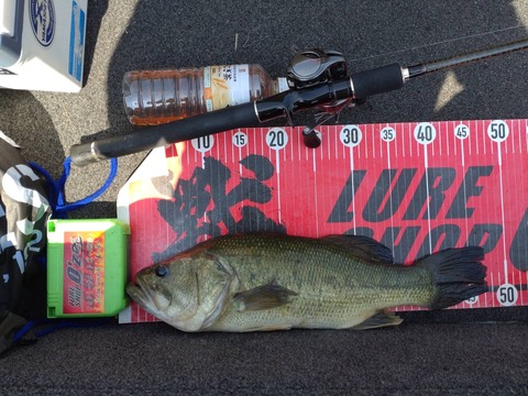 20240629  47cm NO2EN2