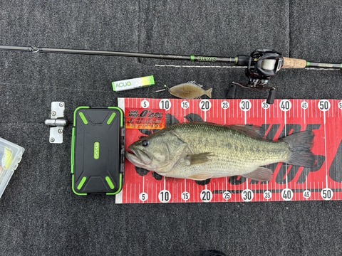 20250706  47cm  NO3EN19