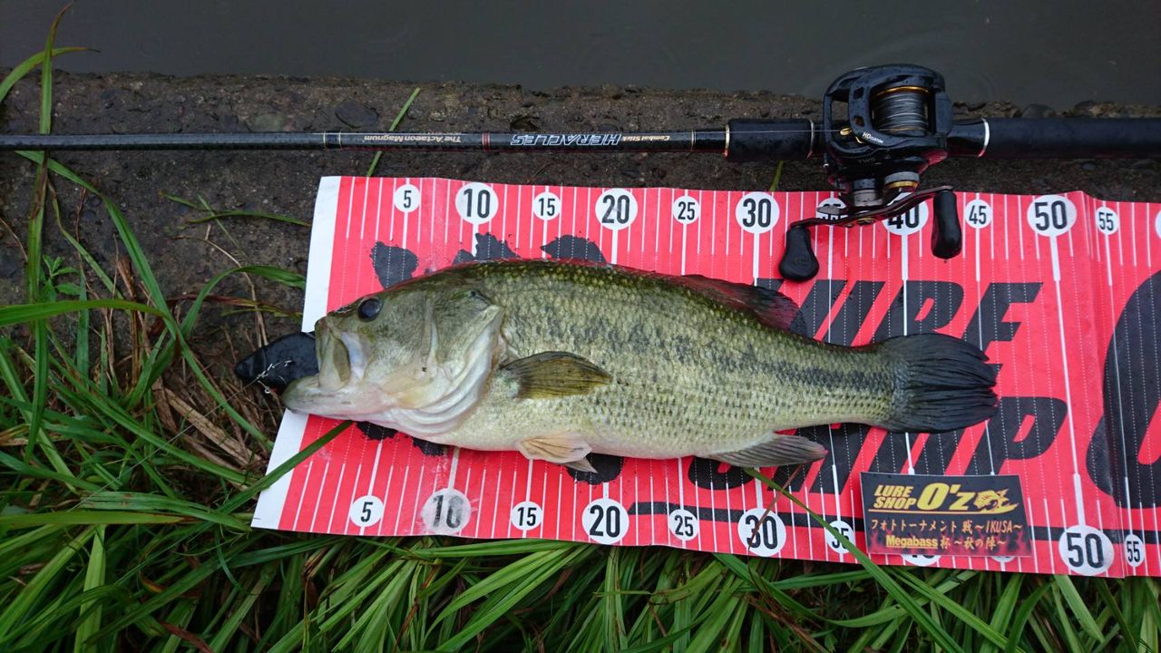 結果発表 18フォトトーナメント戦 Ikusa メガバス杯 秋の陣 Lure Shop O Z Blog 結果発表 18フォトトーナメント戦 Ikusa メガバス杯 秋の陣 Lure Shop O Z Blog