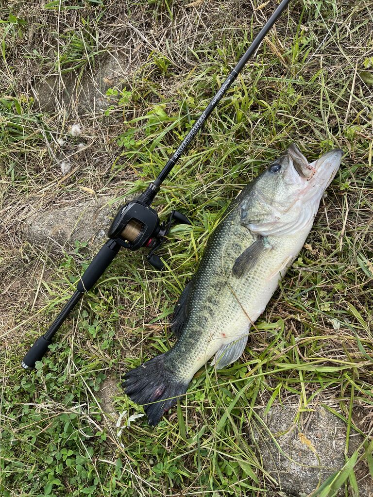 バス釣り　まとめ売り 7月も好調傾向！八郎潟ブラックバス釣果情報！！ : Lure Shop O'z Blog