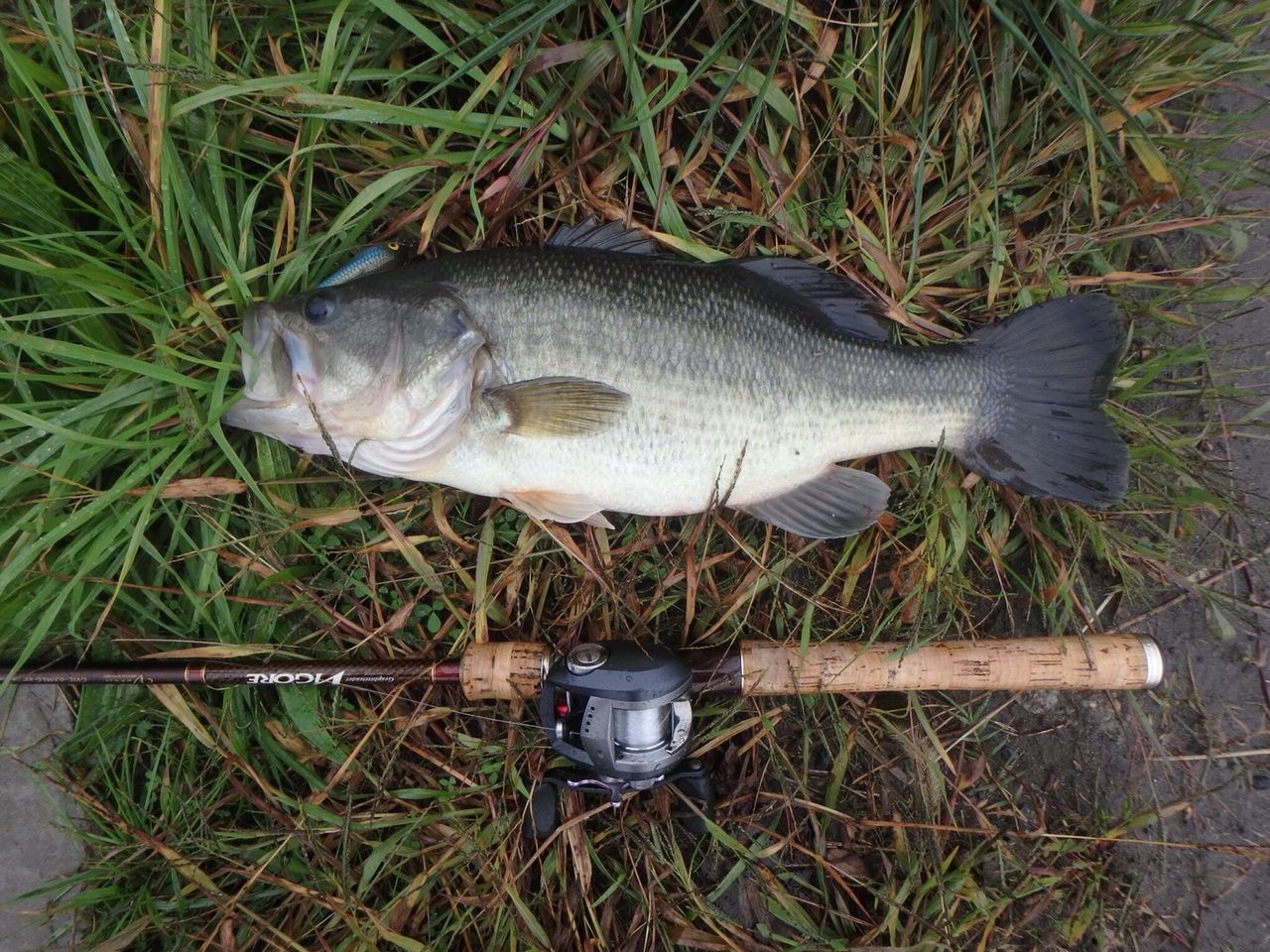 生憎の天候ではありますが 八郎潟 野池ブラックバス釣果情報 Lure Shop O Z Blog