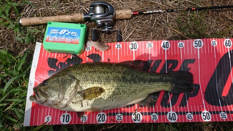 20190725八郎潟48ｃｍＮＯ2ＥＮ18