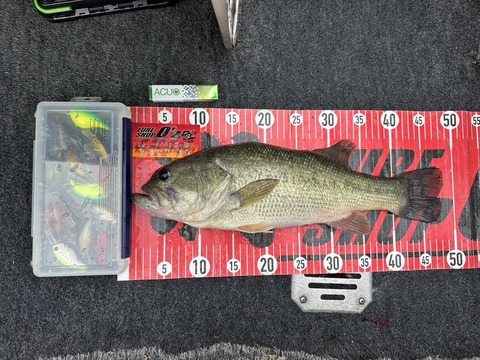 20250706  48cm  NO2EN19