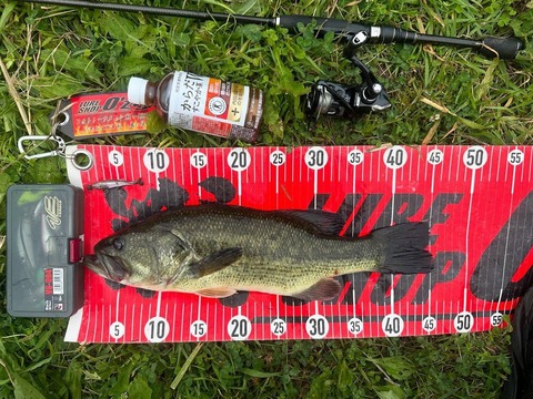 20240630  45cm NO3EN19