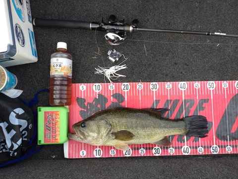 20240629  47cm NO1EN2