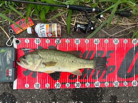 20240630  45cm NO2EN19