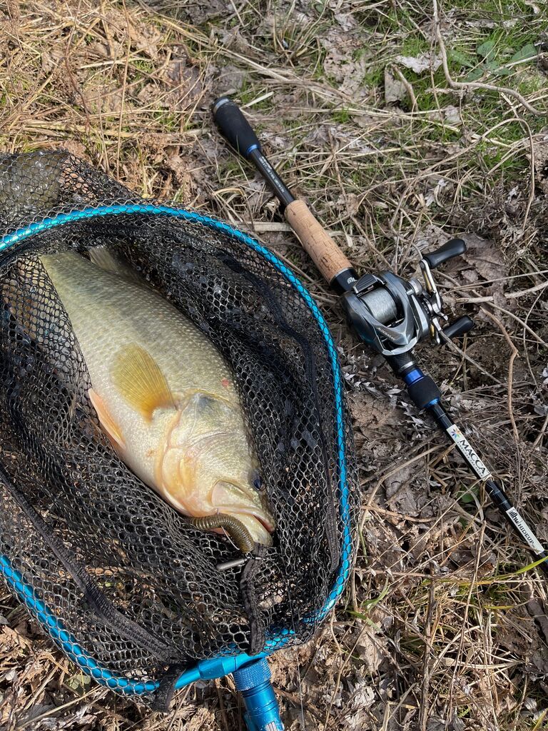 季節感に変化に合わせた釣り方で！八郎潟ブラックバス釣果情報