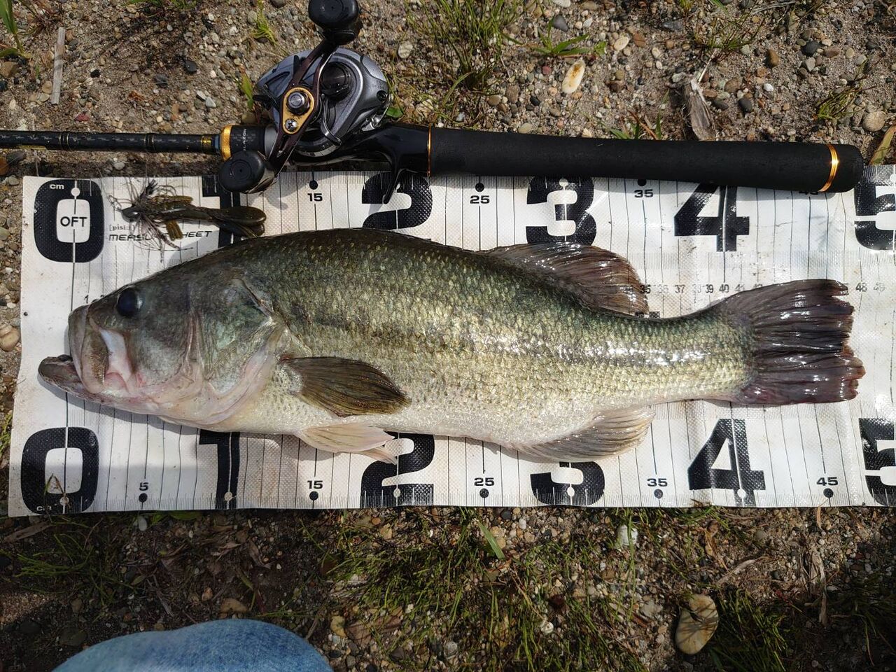 続 トップにふわっと良い感じ 八郎潟ブラックバス釣果情報 Lure Shop O Z Blog 続 トップにふわっと良い感じ 八郎潟ブラックバス釣果情報 Lure Shop O Z Blog
