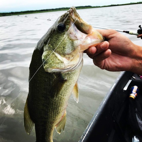 FB_IMG_1501291554175