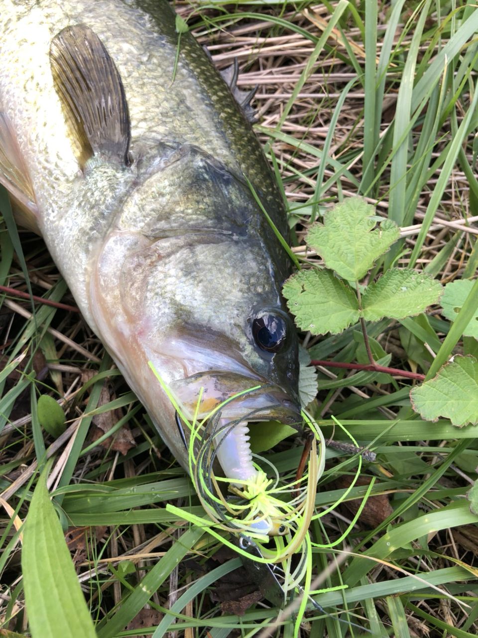 あの野池 も秋祭り 野池ブラックバス釣果情報 Lure Shop O Z Blog